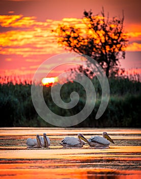 Pelicans at sunrise in Danube Delta, Romania