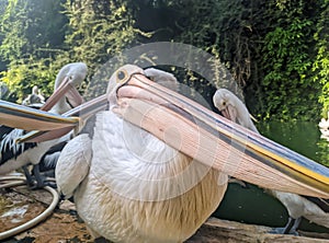 Pelicans With Super Long Beaks After Bathing