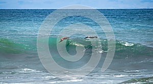 Pelicans surfing over the waves photo
