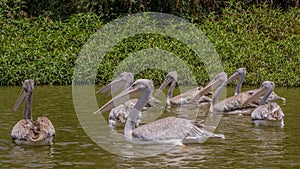 Pelicans swimming