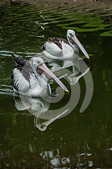 Pelicans swimming on tranquil water with full reflection