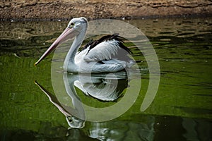 Pelicans swimming on the water with full reflection