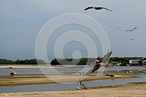 Pelicans - Tacarigua Lake