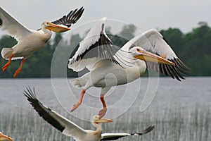 Pelicans Takeoff