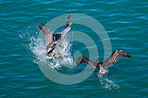 Pelicans taking off from ocean surface.