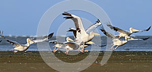 Pelicans taking off from sea shore