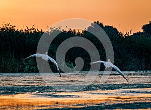 Pelicans taking of at sunrise in the Danube Delta, Romania