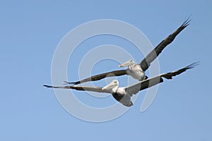 Pelicans in tandom flight