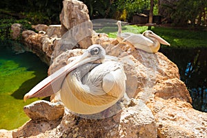 Pelicans. Three big white pelicans stones