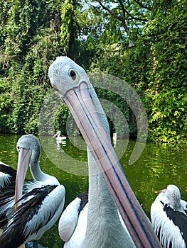 Pelicans tilting their beaks