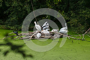 Pelicans on trees on swamp