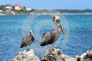 Pelicans, Turks and Caicos Islands