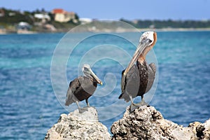 Pelicans, Turks and Caicos Islands photo