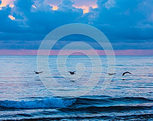 Pelicans under a Pink and Blue Blanket