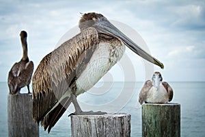 Pelicans up close photo