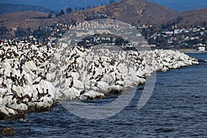 Pelicans at Ventura Harbor