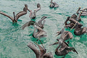 Pelicans in the water