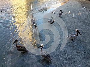 Pelicans and water and sand in La Guancha in Ponce, Puerto Rico photo