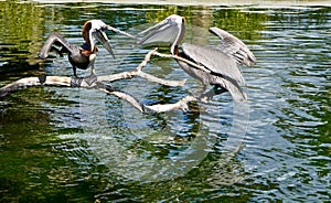 Pelicans in a Waterbird Exhibit