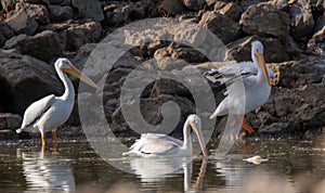 Pelicans in Winter in Southern Illinois