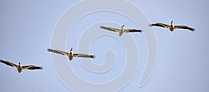 Pelicans Of Wisconsin photo