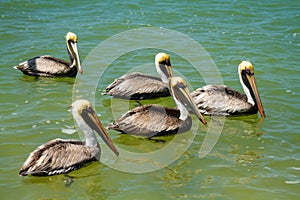 pelicans YucatÃ¡n peninsula in southeastern mexico