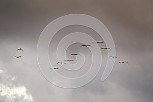 Pelicans in Zipolite, Mexico photo