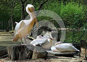 Pelicans in ZOO of Jihlava in Czech republic