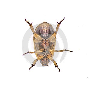 Pelidnota punctata - the grapevine beetle, spotted June beetle or spotted pelidnota - isolated on white background bottom ventral