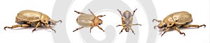 Pelidnota punctata - the grapevine beetle, spotted June beetle or spotted pelidnota - isolated on white background four views