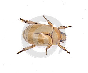 Pelidnota punctata - the grapevine beetle, spotted June beetle or spotted pelidnota - isolated on white background top dorsal view