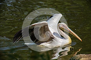 Pelikan a large water bird with yellow-orange beak in the water