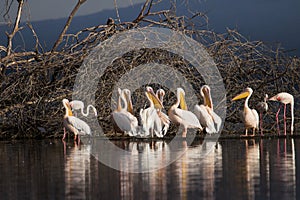 Pelikans in Lake Nakuru Kenya