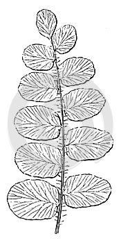Pellaea Rotundifolia vintage illustration photo