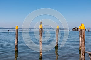 Pellestrina - Seagull sitting on wooden pole in city of Venice, Veneto, Northern Italy, Europe.