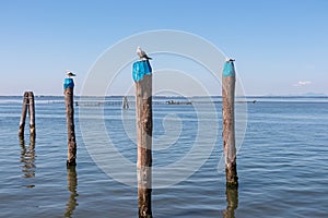 Pellestrina - Seagull sitting on wooden pole in city of Venice, Veneto, Northern Italy, Europe.