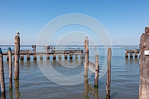 Pellestrina - Seagull sitting on wooden pole in city of Venice, Veneto, Northern Italy, Europe.