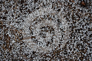 Pellets of Hail Accumulate On Forest Floor