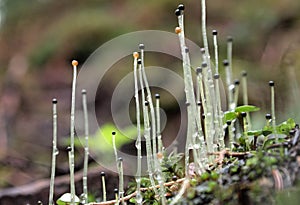 Pellia epiphylla sporangia
