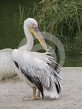 Pellicano maggiore (Pelecanus onocrotalus) photo