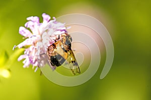 Pellucid Fly on a flower photo