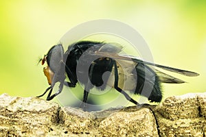 Pellucid Fly, Pellucid Hoverfly, Volucea pellucens