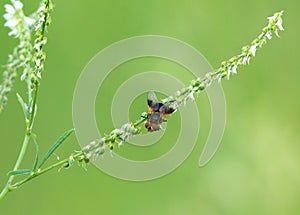 Pellucid Fly on the plant photo