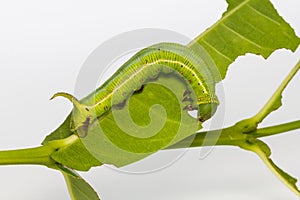 Pellucid Hawk Moth caterpillar