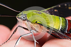 Pellucid hawk moth photo