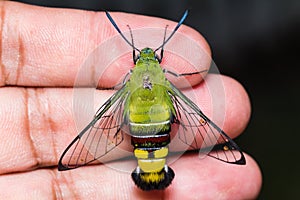 Pellucid hawk moth photo