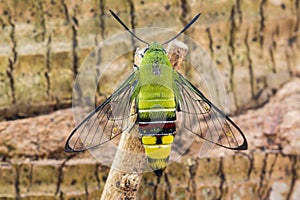 Pellucid hawk moth photo