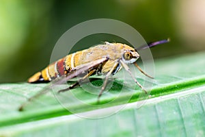 Pellucid hawk moth in close up view