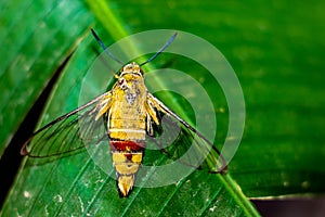 Pellucid hawk moth in close up view