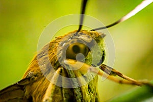 Pellucid hawk moth in close up view photo